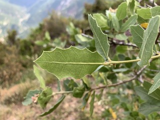 Quercus emoryi