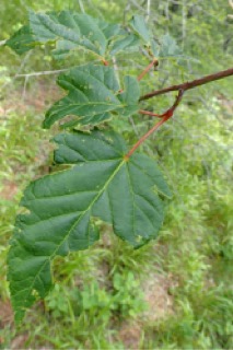 Acer laxiflorum