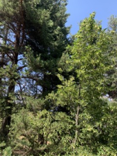 Ostrya carpinifolia