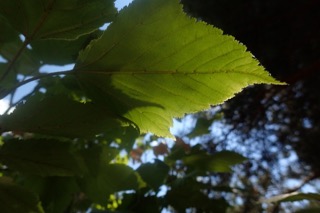 Acer rufinerve