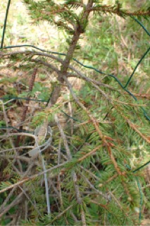 Picea koraiensis