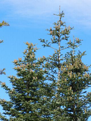 Abies alba