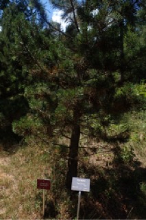 Pinus uncinata