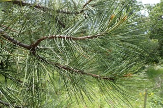 Pinus ponderosa