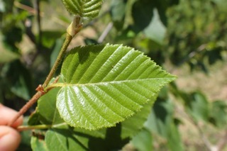 Betula ermanii