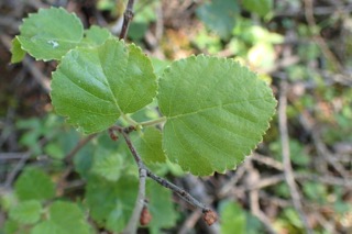 Betula × fetisowii