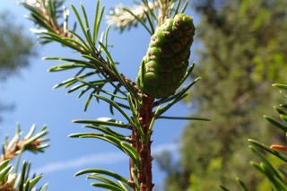 Pinus banksiana