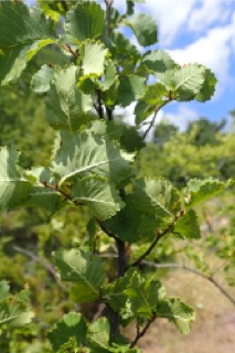 Ulmus minor