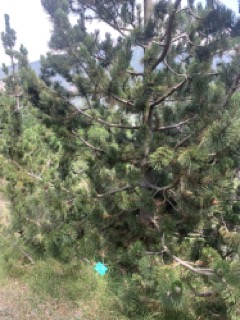 Pinus heldreichii