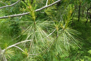 Pinus jeffreyi