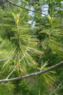 Pinus jeffreyi
