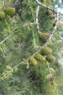 Larix decidua
