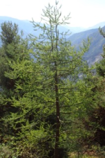 Larix decidua