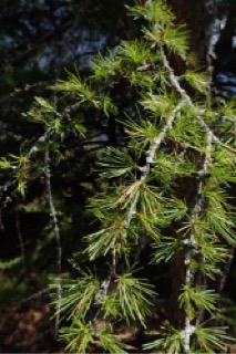 Larix decidua