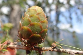 Larix decidua