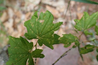 Acer circinatum