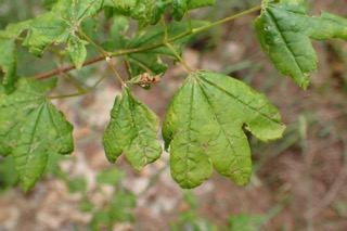 Acer circinatum