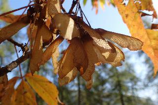 Acer mandshuricum