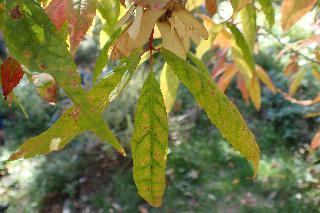 Acer mandshuricum