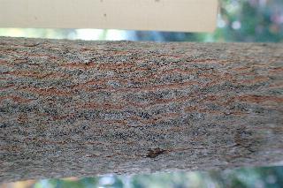 Acer mandshuricum