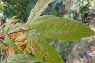 Acer mandshuricum
