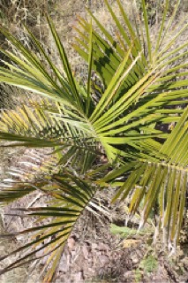 Jubaea chilensis
