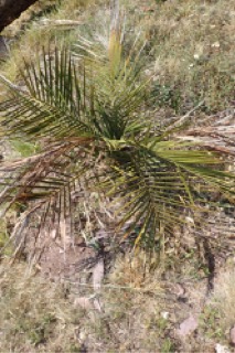 Jubaea chilensis
