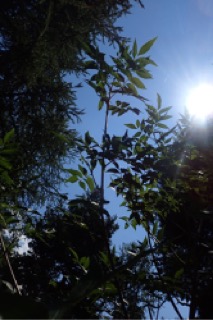 Fraxinus chinensis