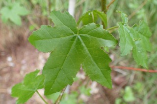 Liquidambar styraciflua