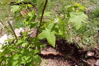 Liquidambar styraciflua