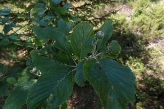 Aria edulis
