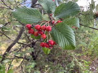 Aria edulis