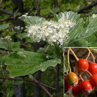 Aria edulis