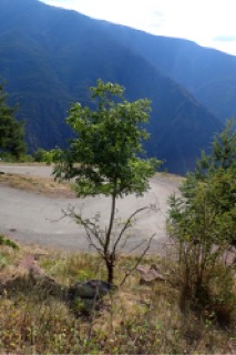 Pistacia chinensis