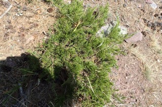 Juniperus sabina