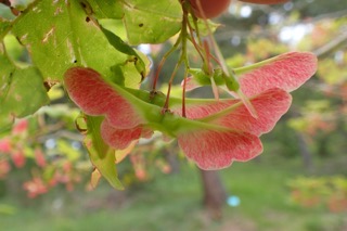 Acer oliverianum