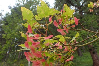 Acer oliverianum