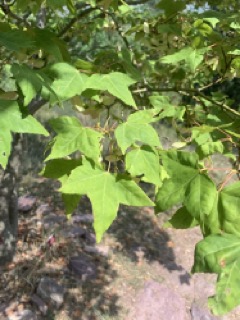 Acer oliverianum