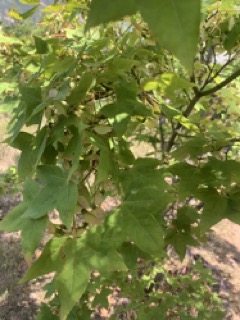 Acer oliverianum