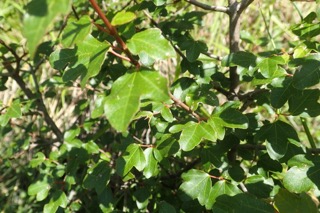 Acer sempervirens