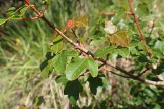 Acer sempervirens