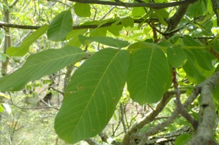 Juglans regia