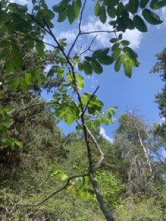 Juglans regia
