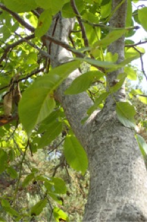 Juglans regia