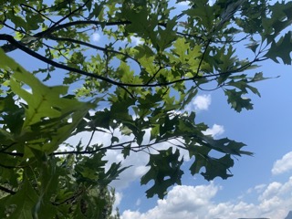 Fraxinus velutina