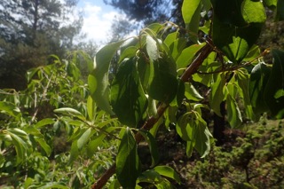 Chionanthus retusus