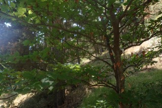 Fagus sylvatica