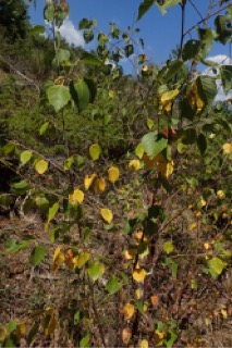 Betula pendula