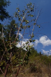 Betula maximowicziana