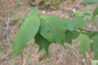 Prunus brigantina